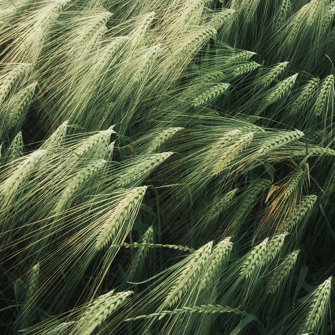 Experience Unmatched Warmth and Environmental Responsibility with IKAZZ's Packable Puffer Jacket