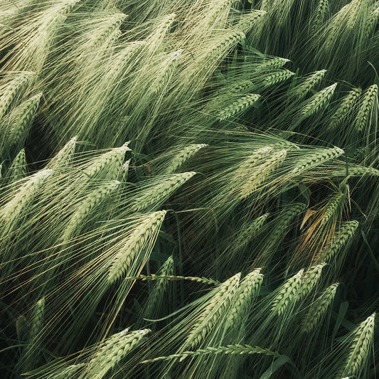 Experience Unmatched Warmth and Environmental Responsibility with IKAZZ's Packable Puffer Jacket