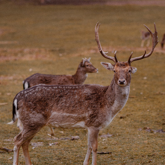 Elevate Your Winter Style and Comfort with the IKAZZ Naya Quilted Puffer Jacket