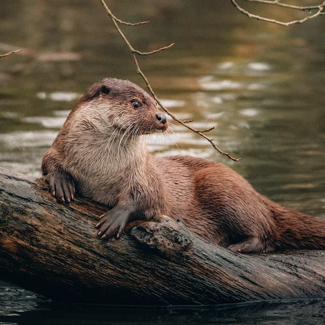 IKAZZ Wrap Puffer Coat: Versatility and Sustainable Fashion for Every Season