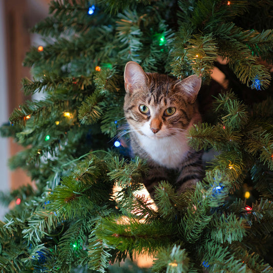 Stay Warm and Stylish: Discover the Thermal Features of IKAZZ's Hooded Trench Coat