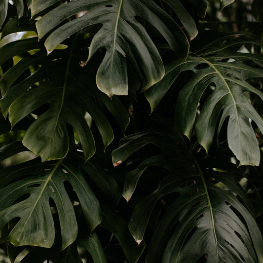 The Sustainable Warmth of IKAZZ Long Puffer Jackets