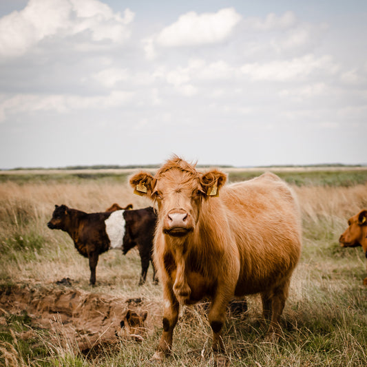 Embrace Confidence with IKAZZ's Long Puffer Jacket for Women