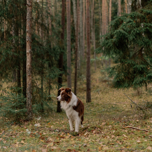 Long Puffer Jackets: The Ultimate Style and Warmth by IKAZZ