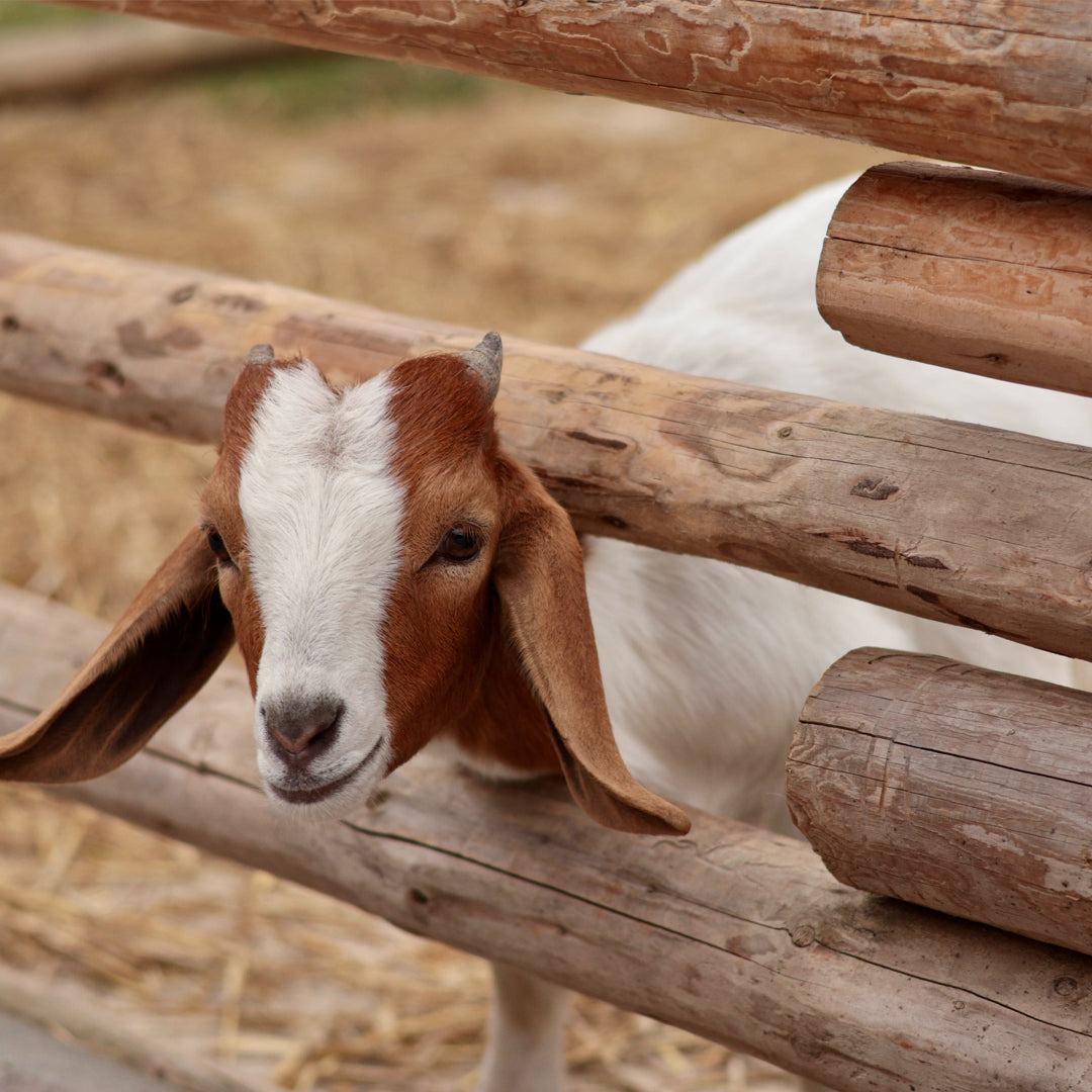 IKAZZ Puffer Jacket: Stylish and Trendy Winter Outerwear for Women