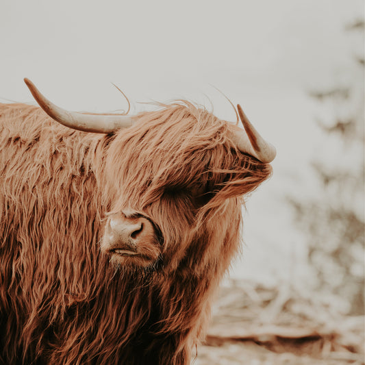 IKAZZ Cropped Puffer Jacket: Style and Versatility for Winter