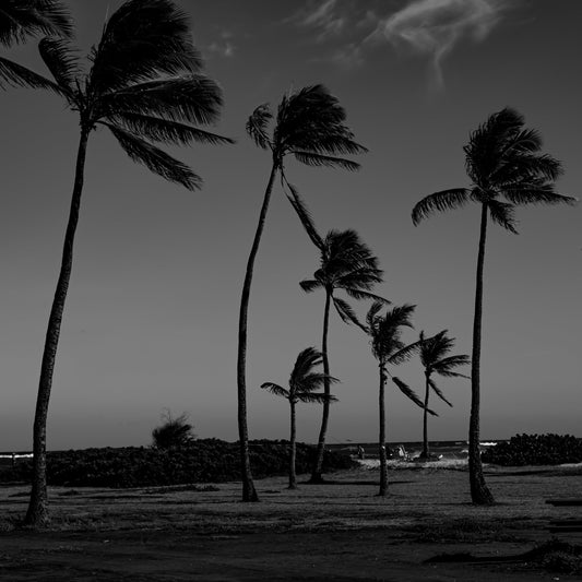 Sleek and Slimming with V-Quilting: The Stylish Black Puffer Jacket by IKAZZ