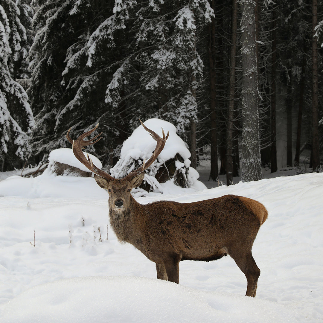 Elevate Your Winter Style with IKAZZ's Women's Puffer Jacket