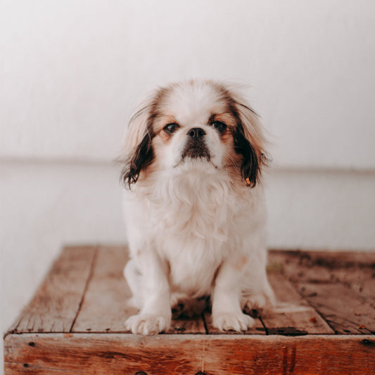 IKAZZ Naya Women's Puffer Jacket with Hood: Versatile Style and Functionality