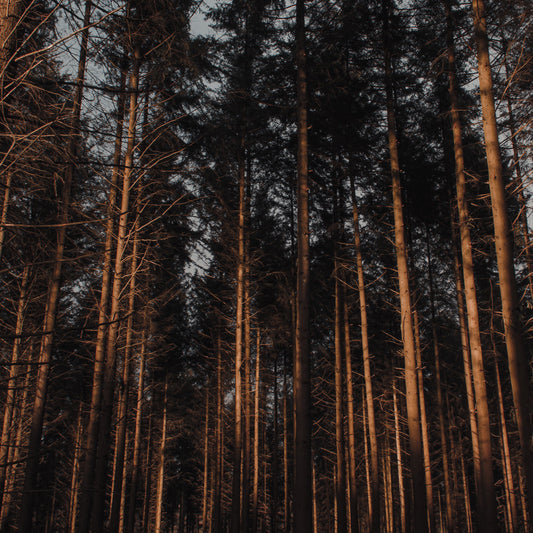 Stay Dry and Protected with Pamella 2.0: The Ultimate Water-Resistant and Windproof Puffer Jacket