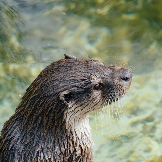 Keep Warm and Stylish: Your Guide to Cleaning Your IKAZZ Long Puffer Jacket