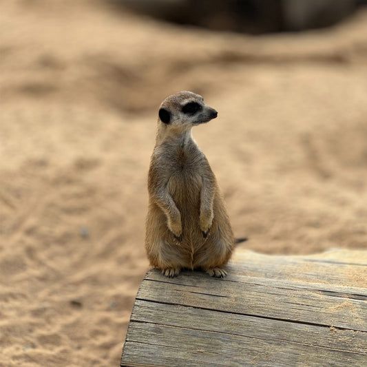 The Empowering Elegance: IKAZZ Melena Long Puffer Coat