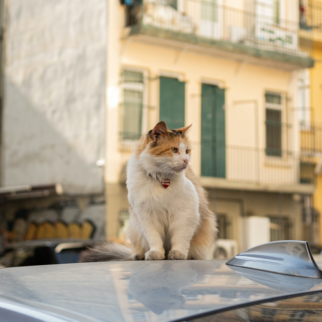 The Winter Essential: IKAZZ Cropped Puffer Jacket's Functional Features