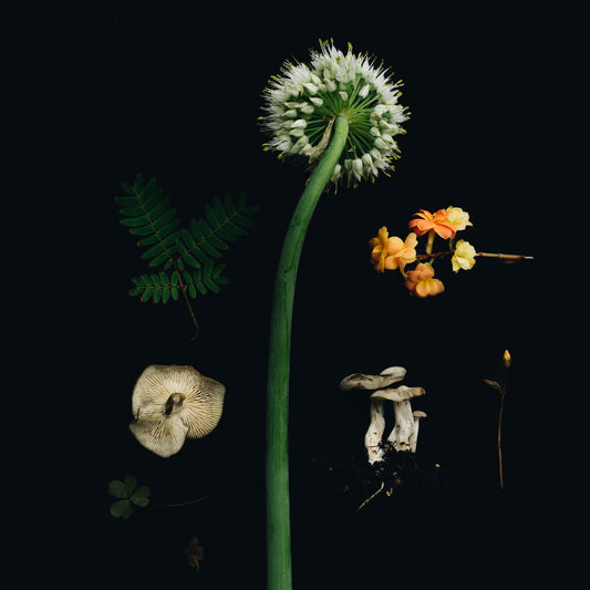 Stay Stylish and Cozy this Winter with IKAZZ's Beloved Belted Coats