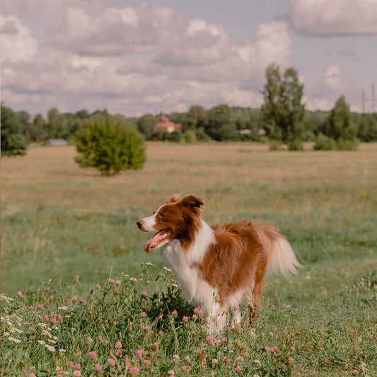 Embracing Style and Functionality: IKAZZ's Lightweight Puffer Jacket