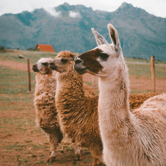 Embracing Style and Comfort: IKAZZ's Hooded Puffer Jacket