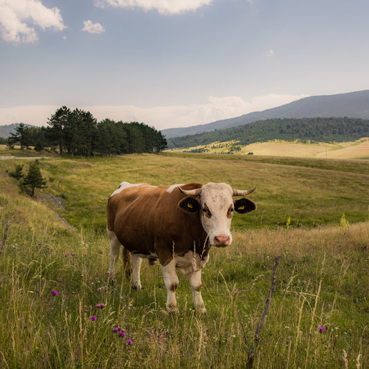 The Stylish and Sustainable Choice: IKAZZ's Lightweight Puffer Jacket