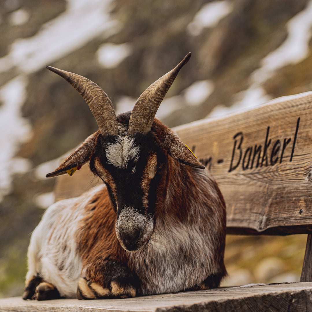 IKAZZ Wrap Puffer Coat: Style and Comfort Combined for the Fashion-Forward