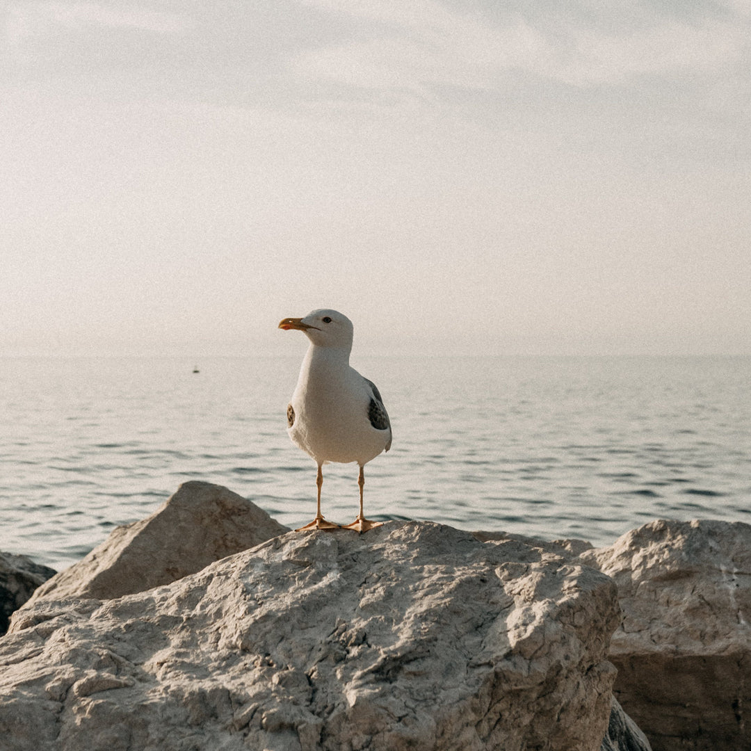 Why You Need to Add IKAZZ Soft Shell Jacket to Your Winter Wardrobe