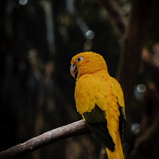 From City Streets to Snowy Slopes: IKAZZ's Puffer Jackets for Every Winter Adventure