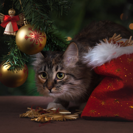 Stay Cozy and Chic with IKAZZ's Melena Wrap Puffer Coat