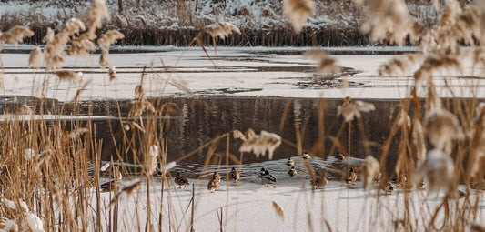 best winter coats for women